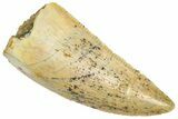 Serrated Raptor Tooth - Real Dinosaur Tooth #360988-1